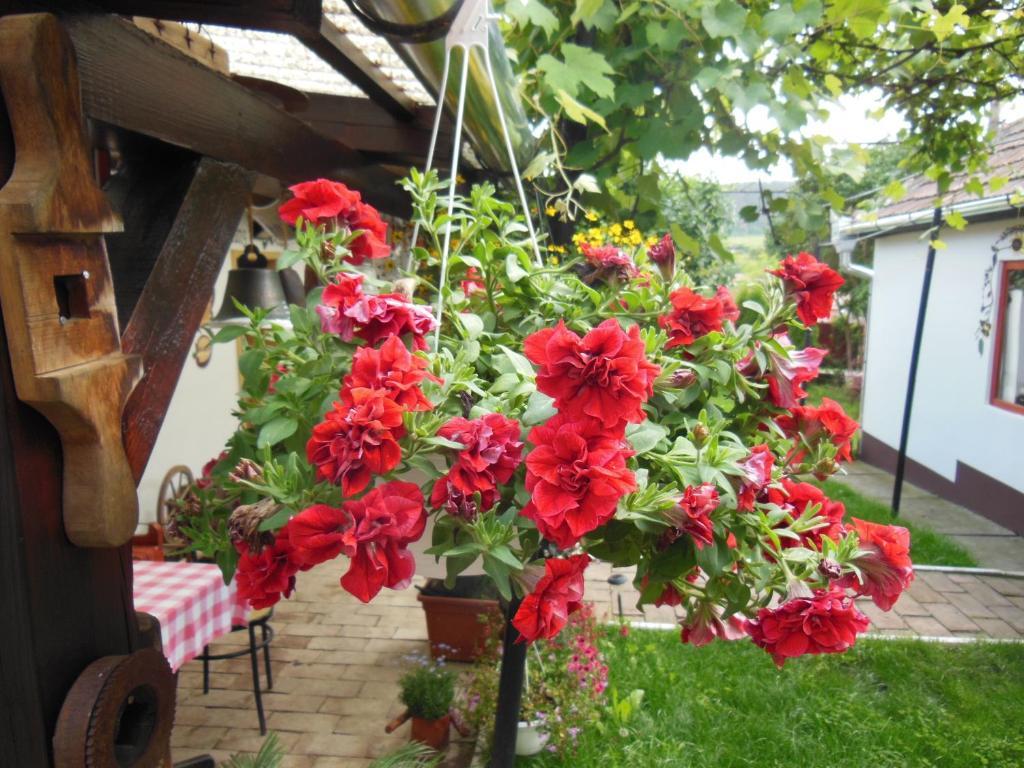 Pension Bassen Bazna Exterior photo